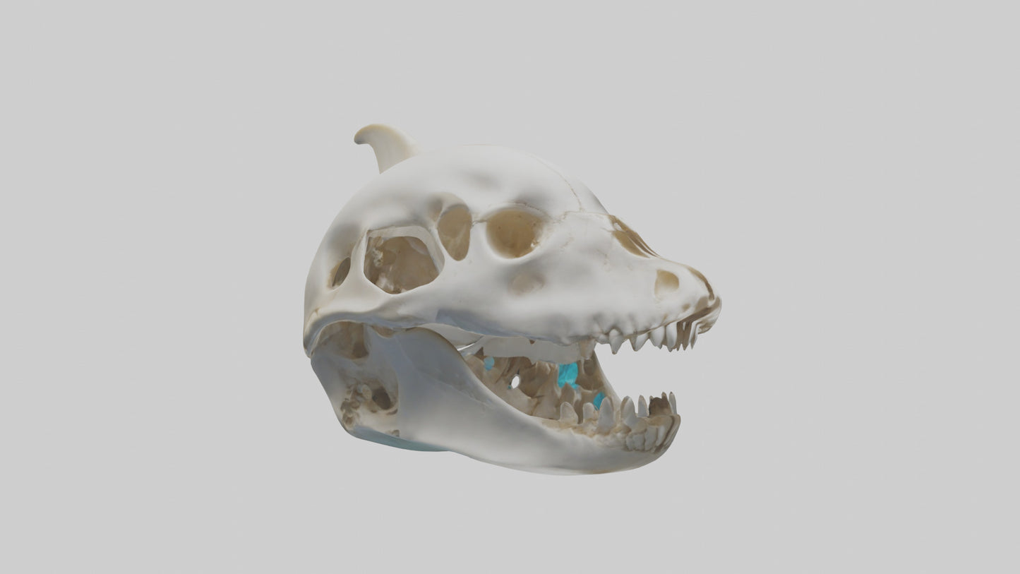 Dolphin Skull 3D model