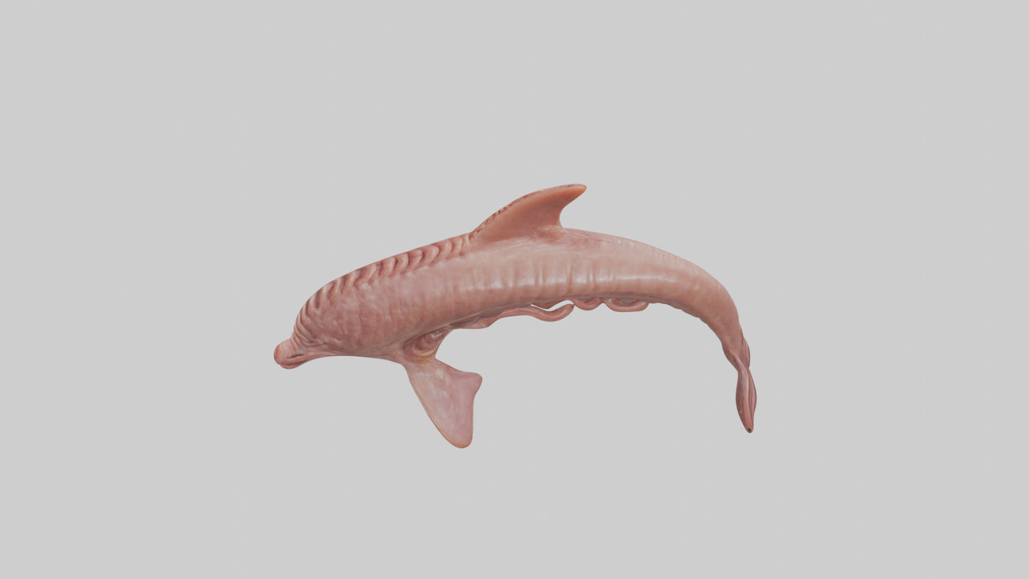 Dolphin Small Intestine VR / AR / low-poly