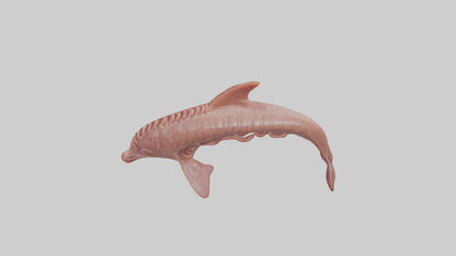 Dolphin Small Intestine VR / AR / low-poly