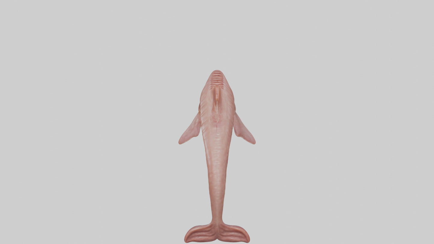 Dolphin Small Intestine VR / AR / low-poly