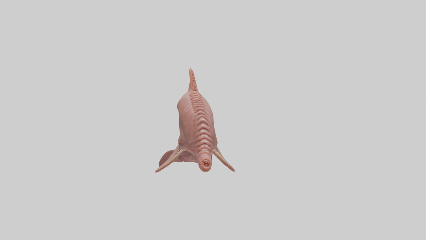 Dolphin Small Intestine VR / AR / low-poly