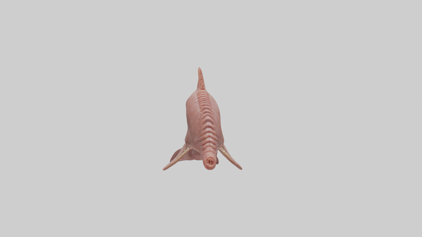Dolphin Small Intestine VR / AR / low-poly