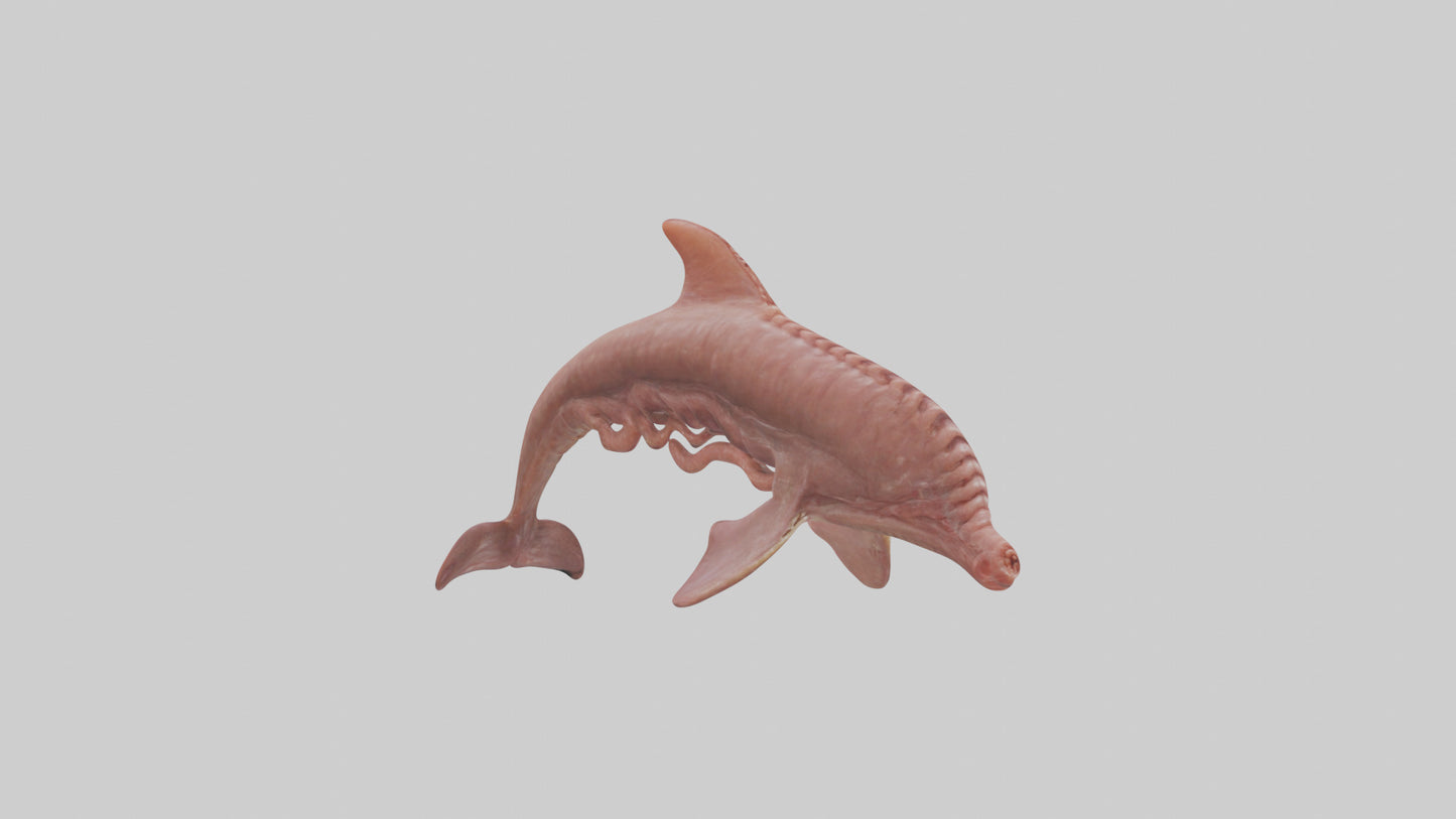 Dolphin Small Intestine VR / AR / low-poly
