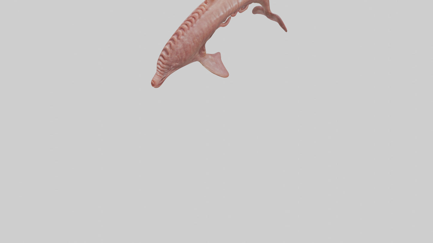 Dolphin Small Intestine VR / AR / low-poly