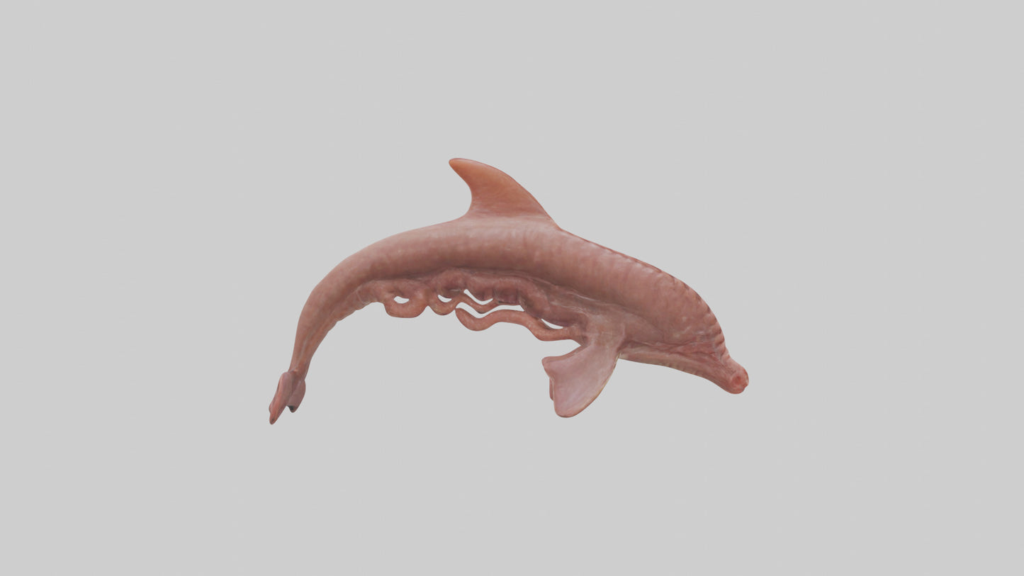 Dolphin Small Intestine VR / AR / low-poly