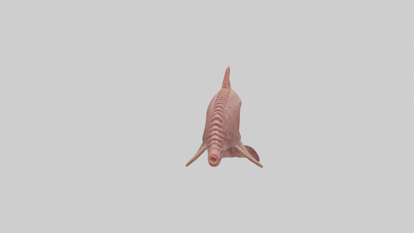 Dolphin Small Intestine VR / AR / low-poly