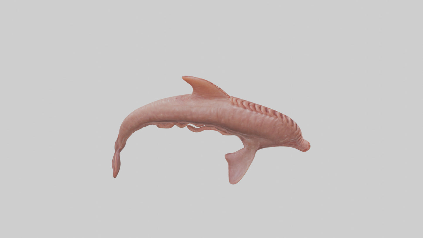 Dolphin Small Intestine VR / AR / low-poly