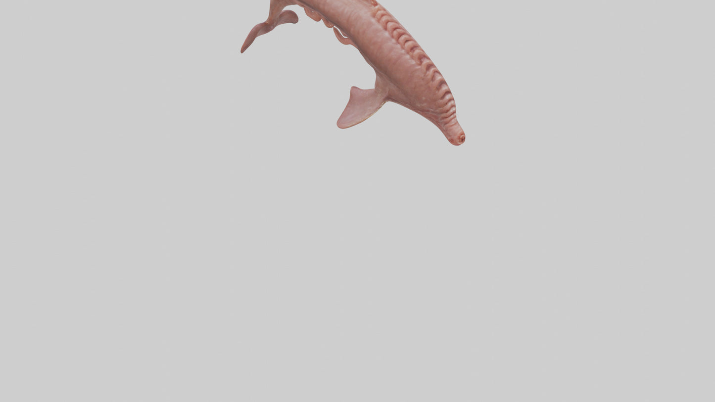 Dolphin Small Intestine VR / AR / low-poly
