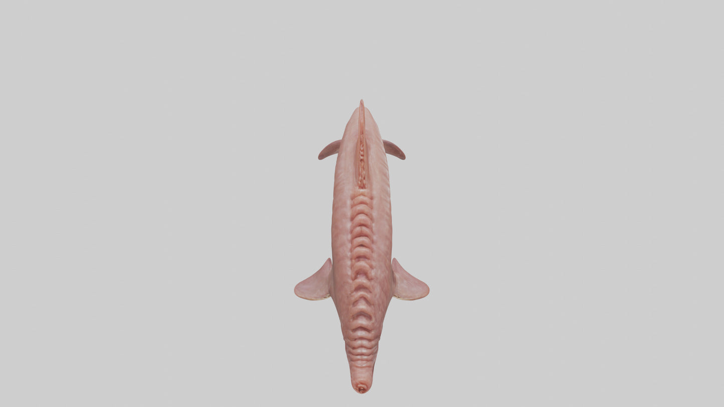 Dolphin Small Intestine VR / AR / low-poly