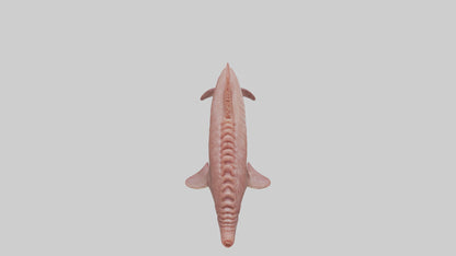 Dolphin Small Intestine VR / AR / low-poly