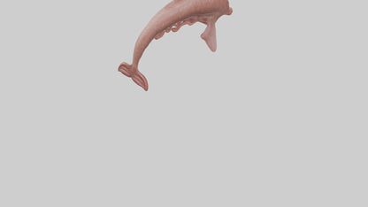 Dolphin Small Intestine VR / AR / low-poly