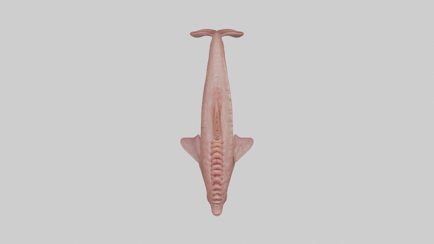 Dolphin Small Intestine VR / AR / low-poly