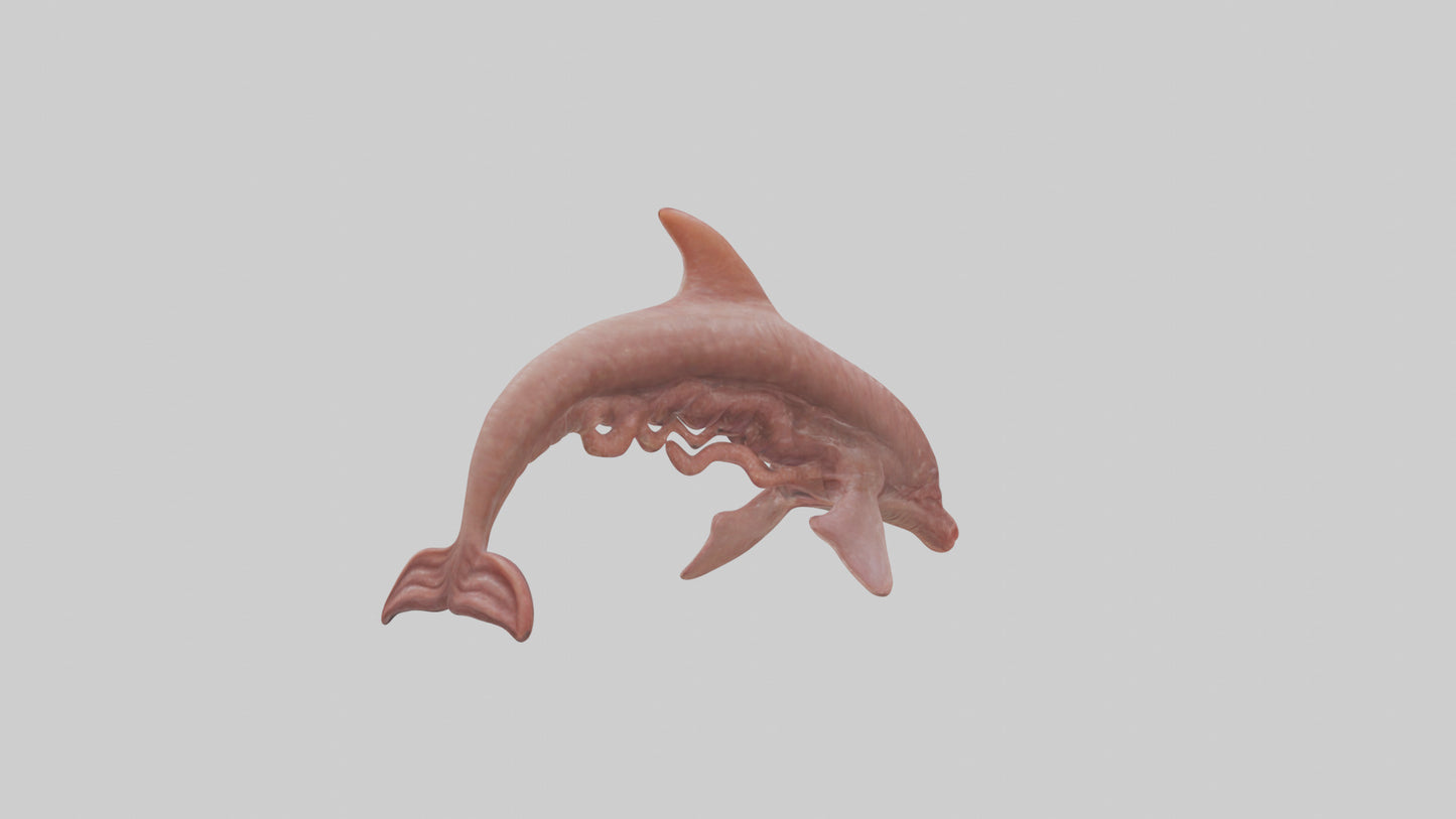 Dolphin Small Intestine VR / AR / low-poly
