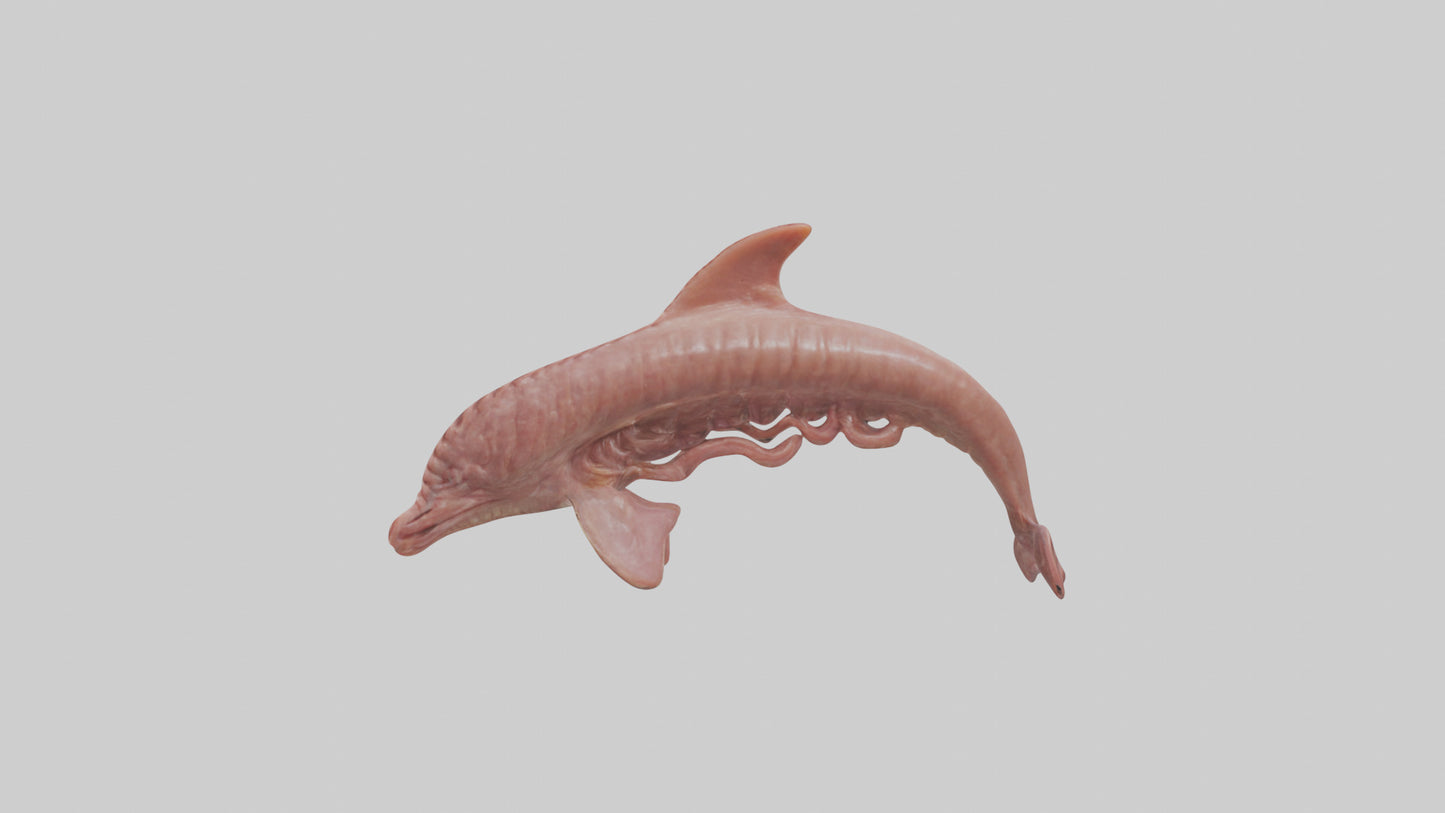 Dolphin Small Intestine VR / AR / low-poly