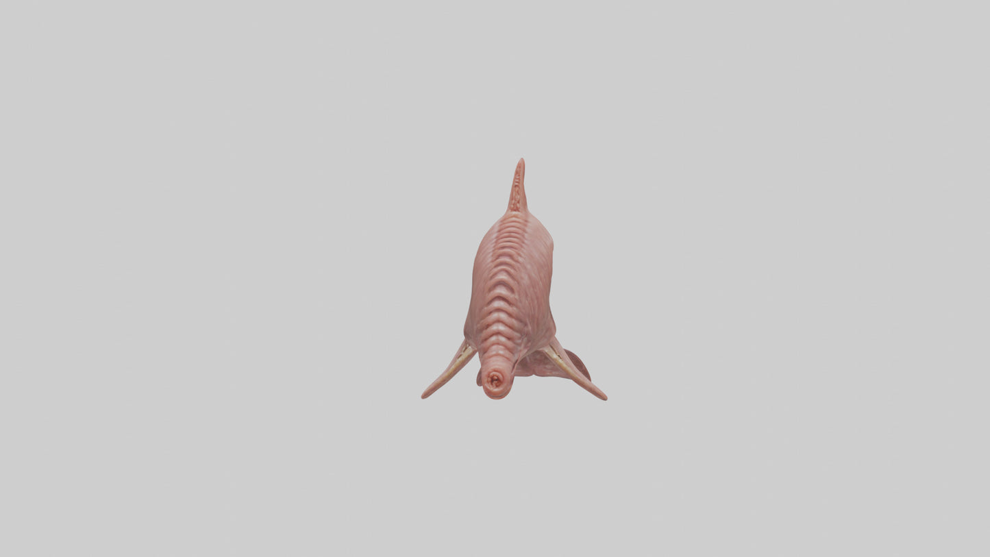 Dolphin Small Intestine VR / AR / low-poly