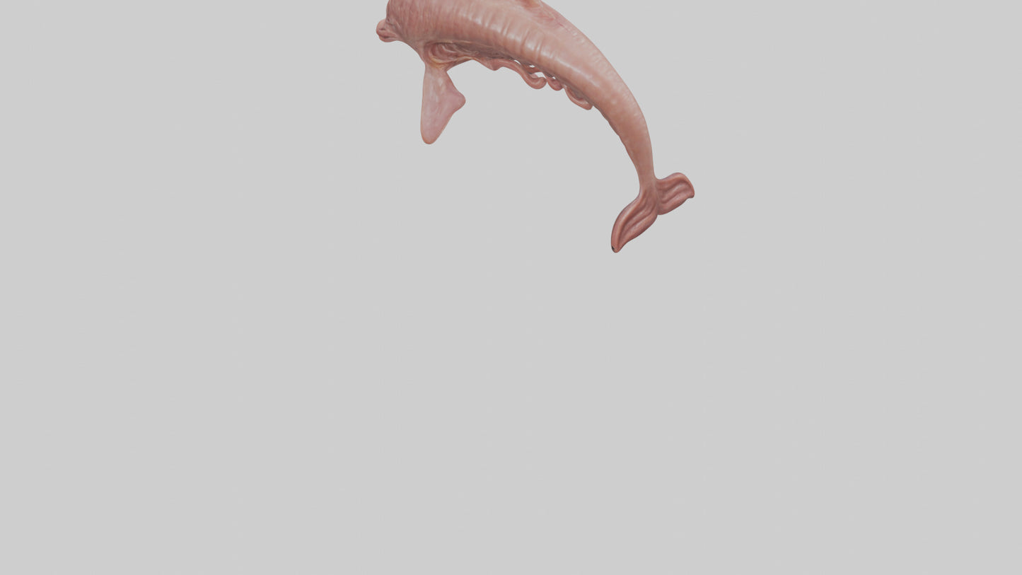 Dolphin Small Intestine VR / AR / low-poly