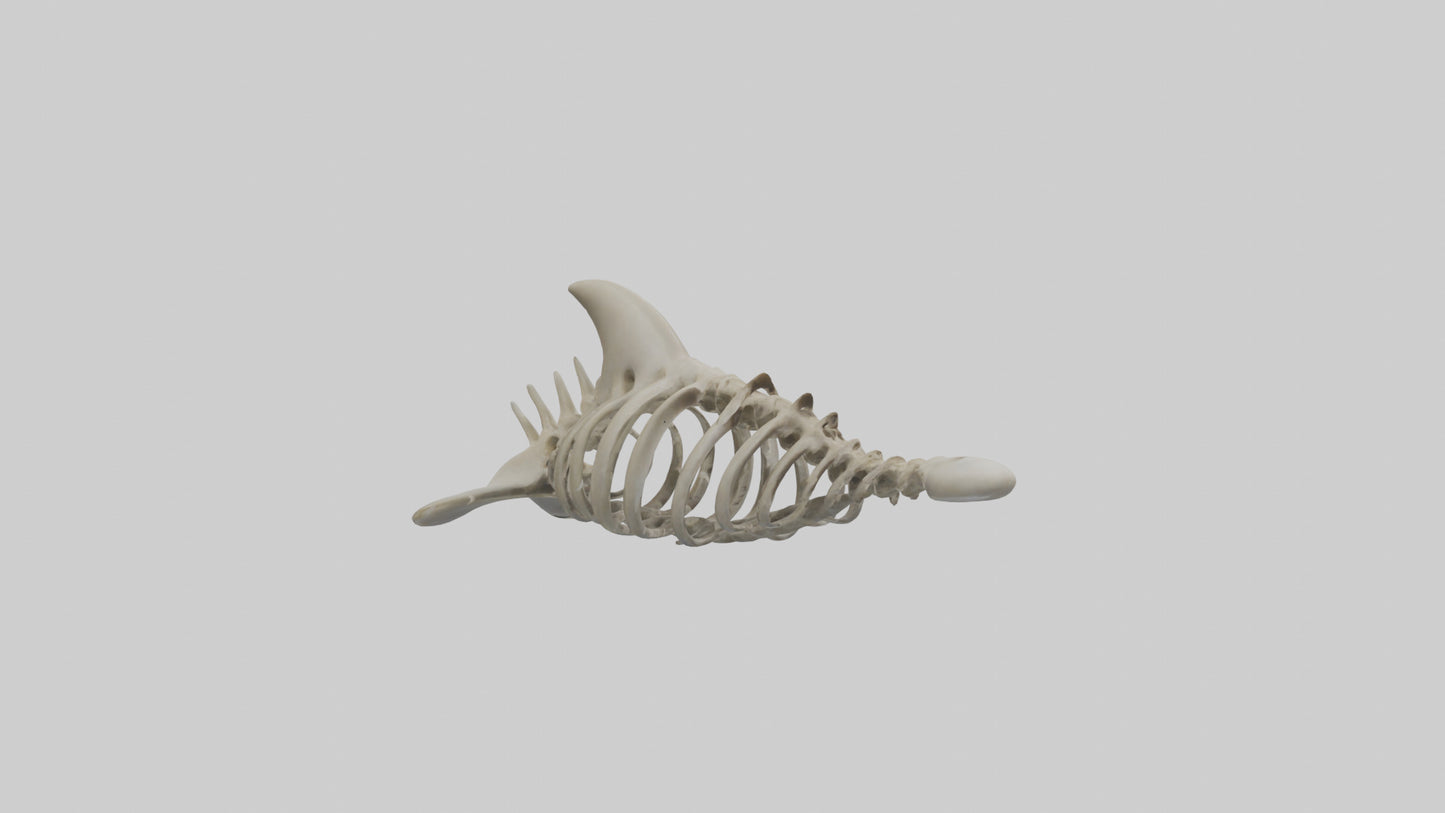 Dolphin statue model 3D model