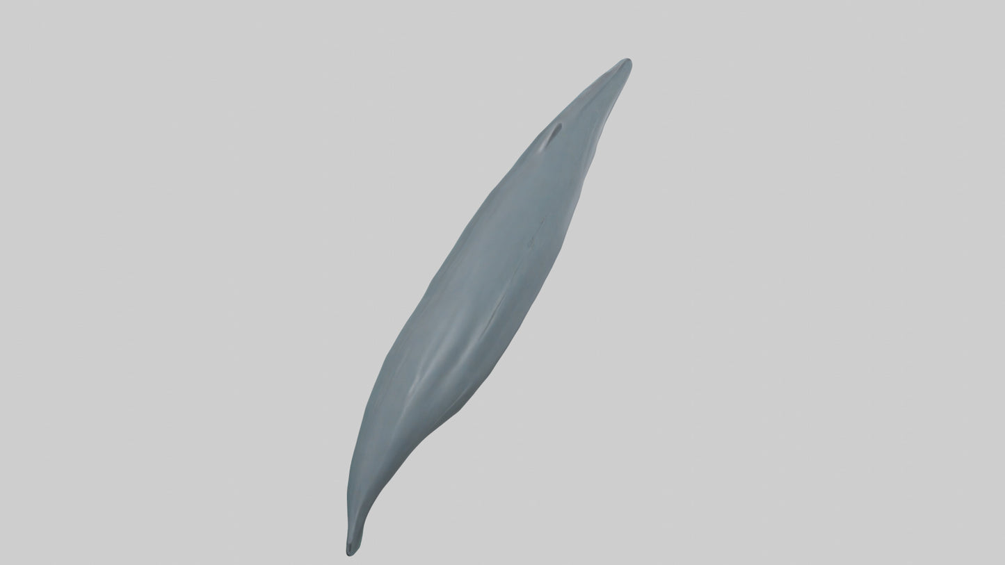 3D model Dolphin Tail Model VR / AR / low-poly