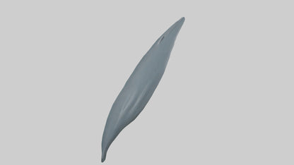 3D model Dolphin Tail Model VR / AR / low-poly