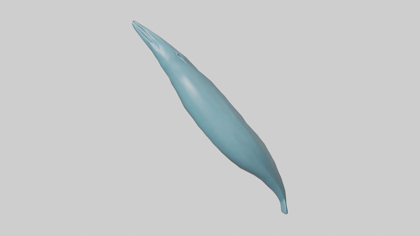 3D model Dolphin Tail Model VR / AR / low-poly
