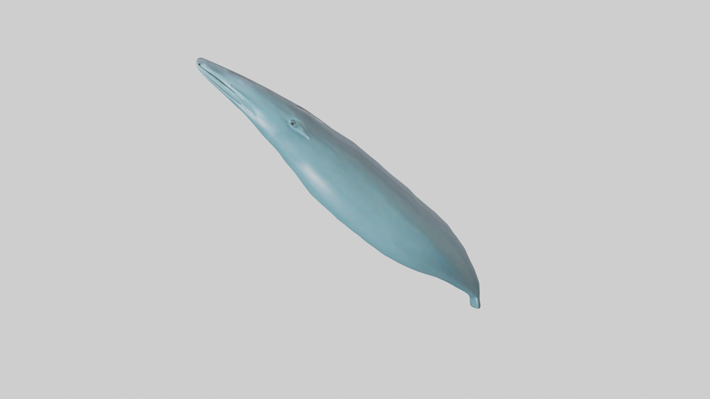 3D model Dolphin Tail Model VR / AR / low-poly