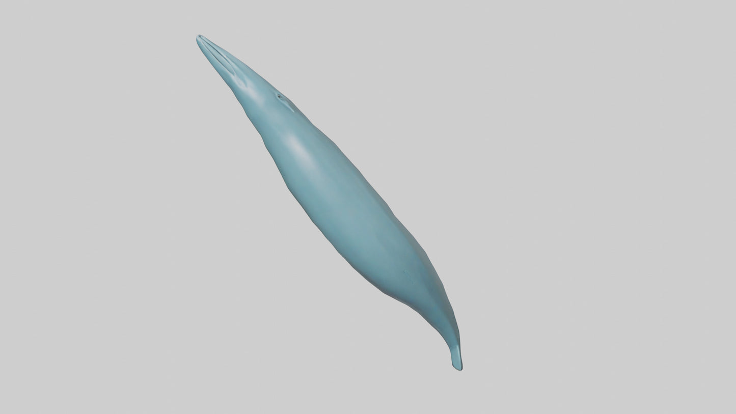 3D model Dolphin Tail Model VR / AR / low-poly