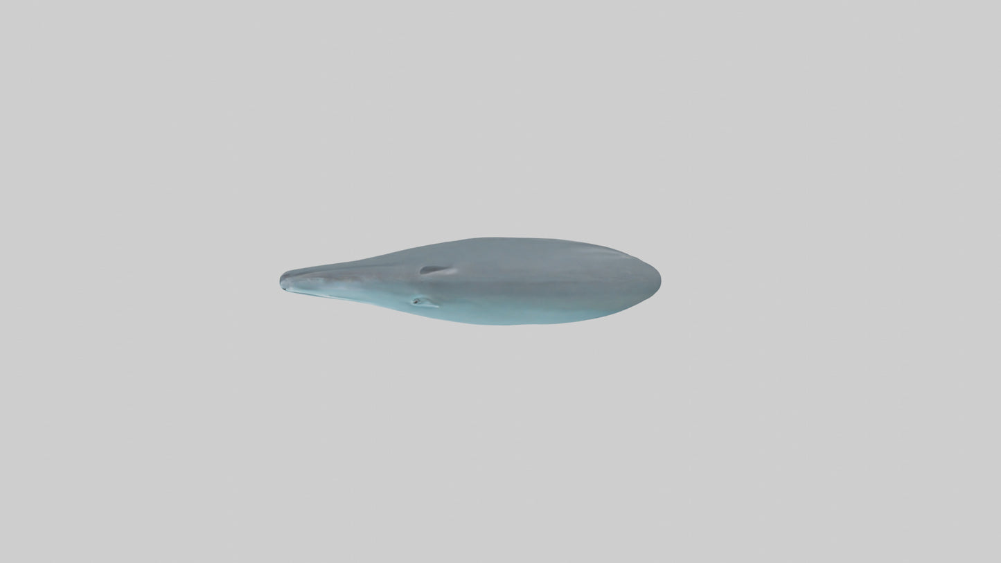 3D model Dolphin Tail Model VR / AR / low-poly
