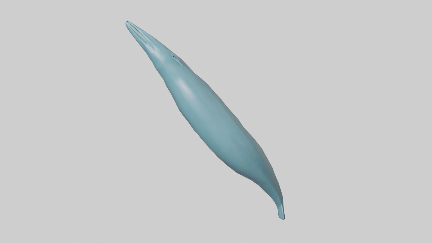 3D model Dolphin Tail Model VR / AR / low-poly