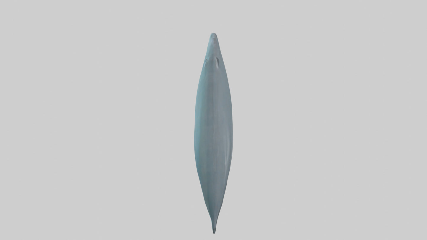 3D model Dolphin Tail Model VR / AR / low-poly
