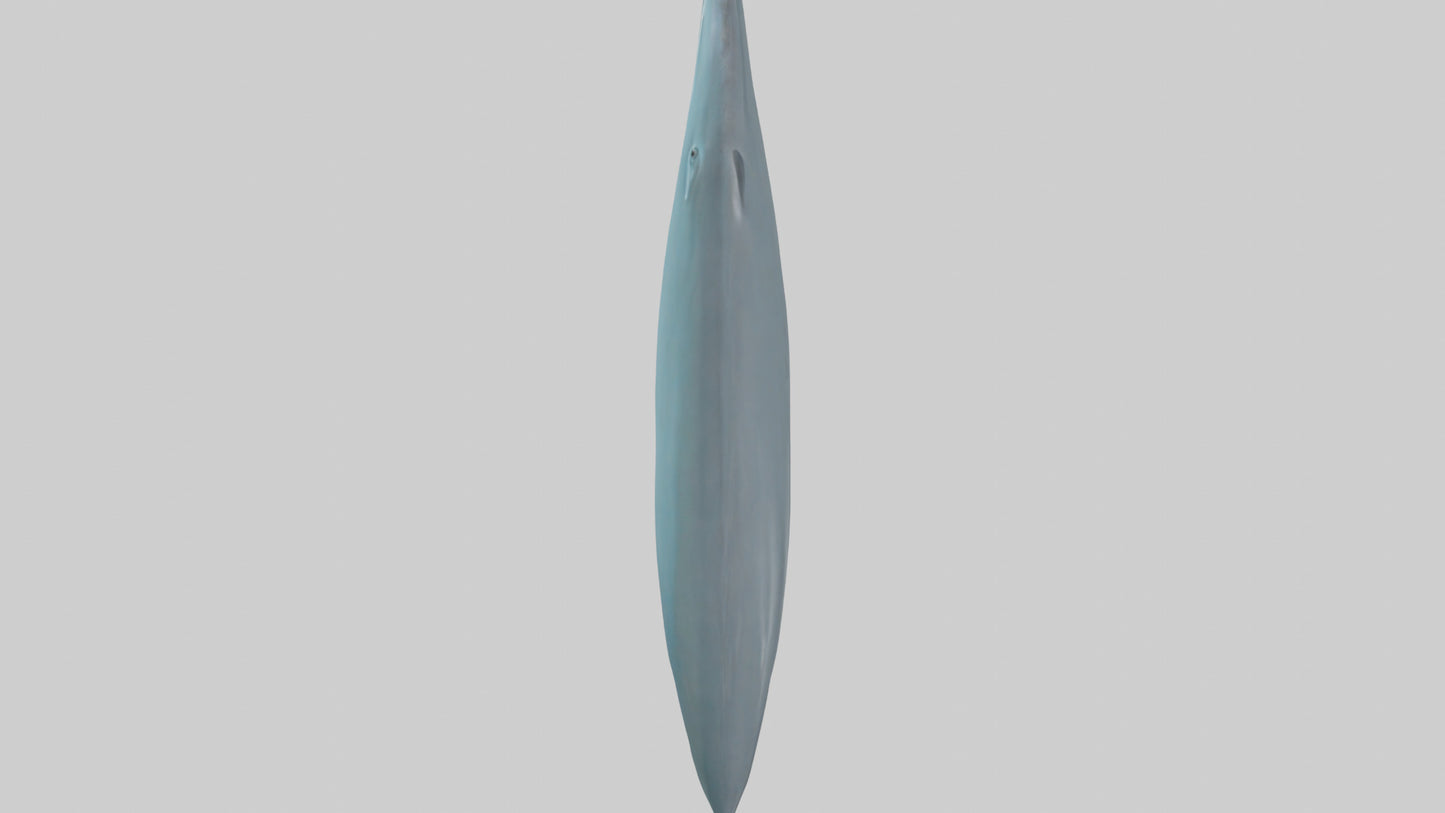 3D model Dolphin Tail Model VR / AR / low-poly