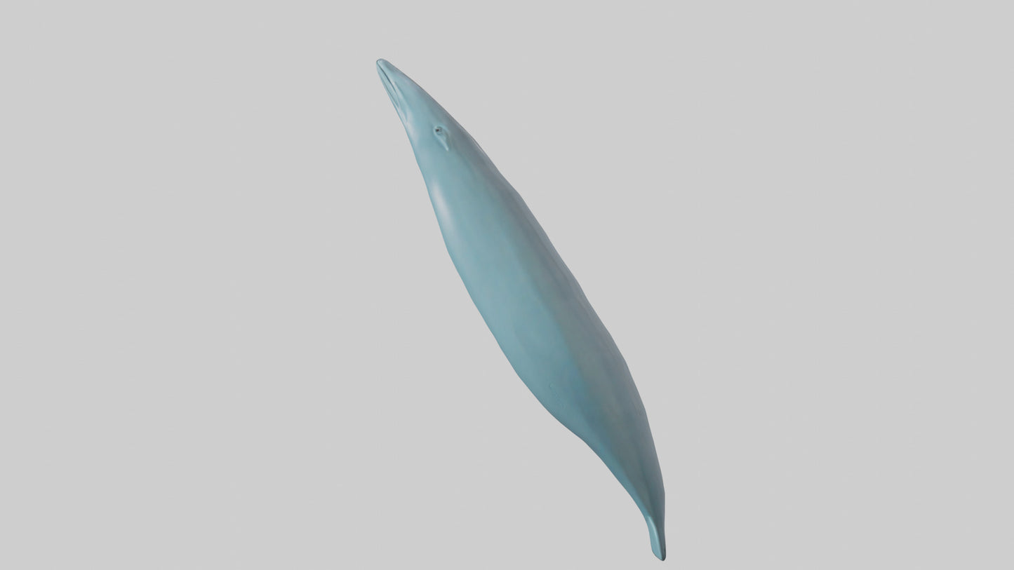 3D model Dolphin Tail Model VR / AR / low-poly