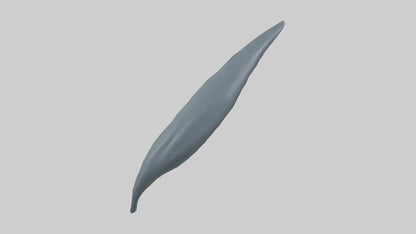 3D model Dolphin Tail Model VR / AR / low-poly