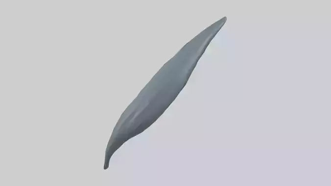 3D model Dolphin Tail Model VR / AR / low-poly