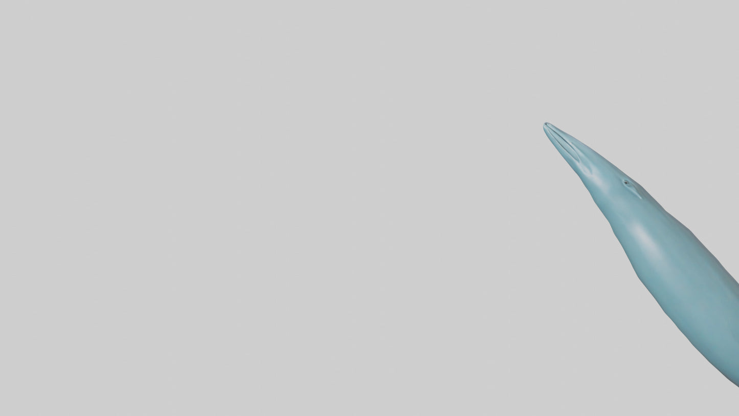 3D model Dolphin Tail Model VR / AR / low-poly