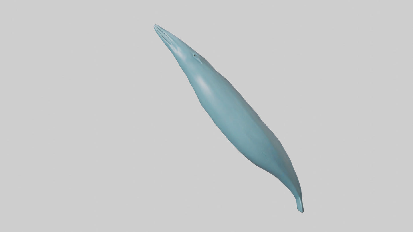 3D model Dolphin Tail Model VR / AR / low-poly