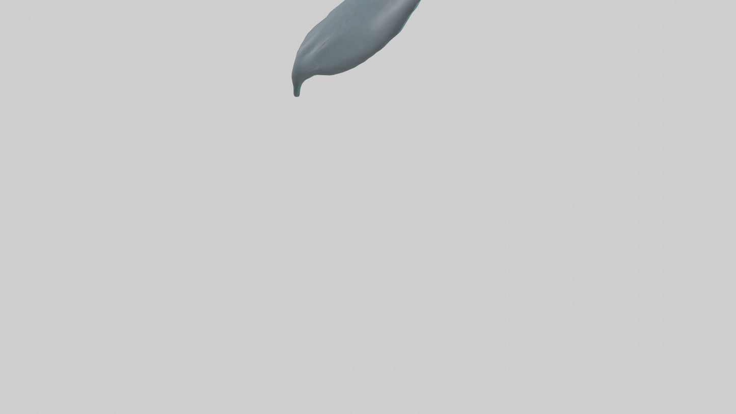 3D model Dolphin Tail Model VR / AR / low-poly