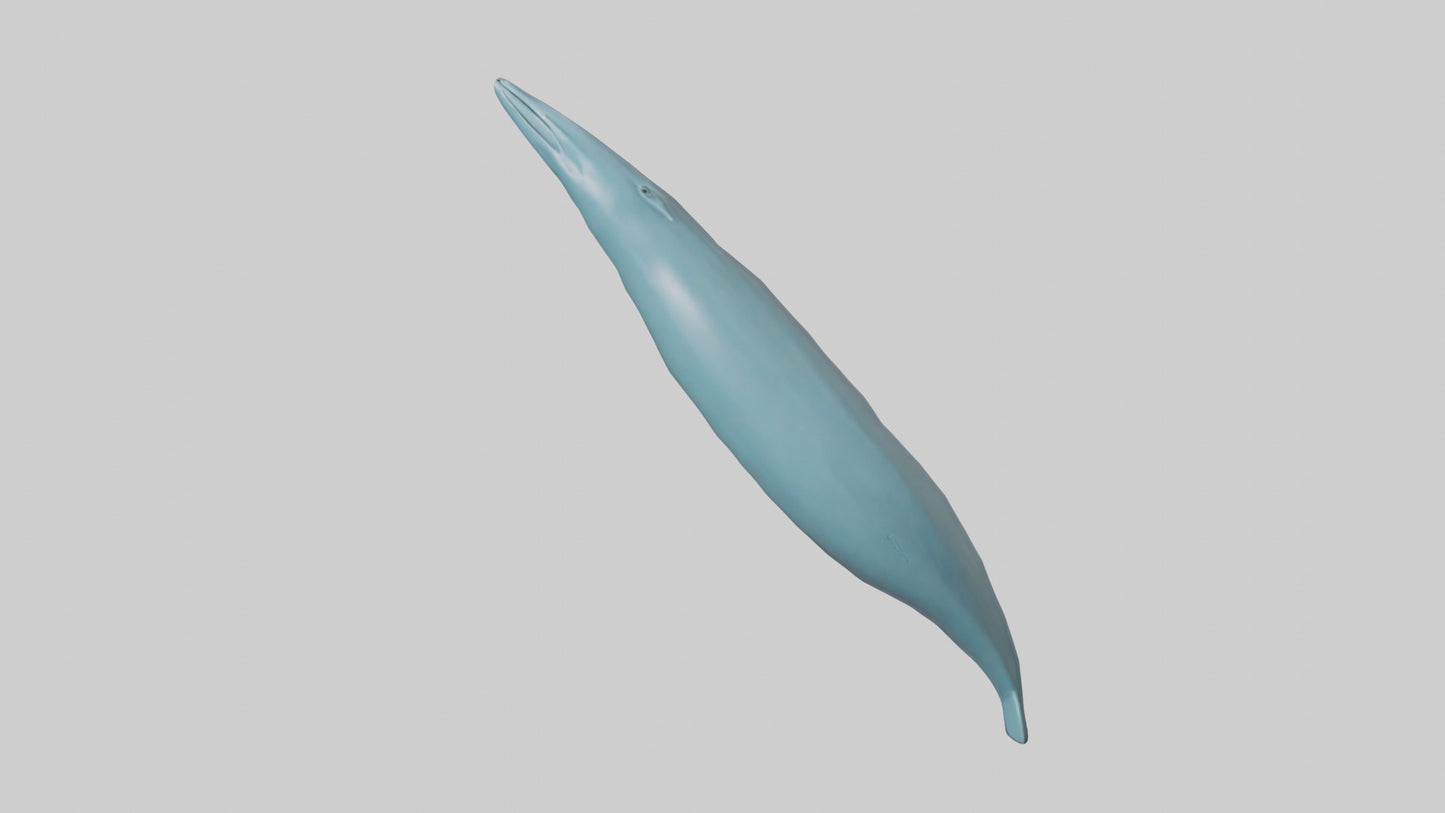 3D model Dolphin Tail Model VR / AR / low-poly