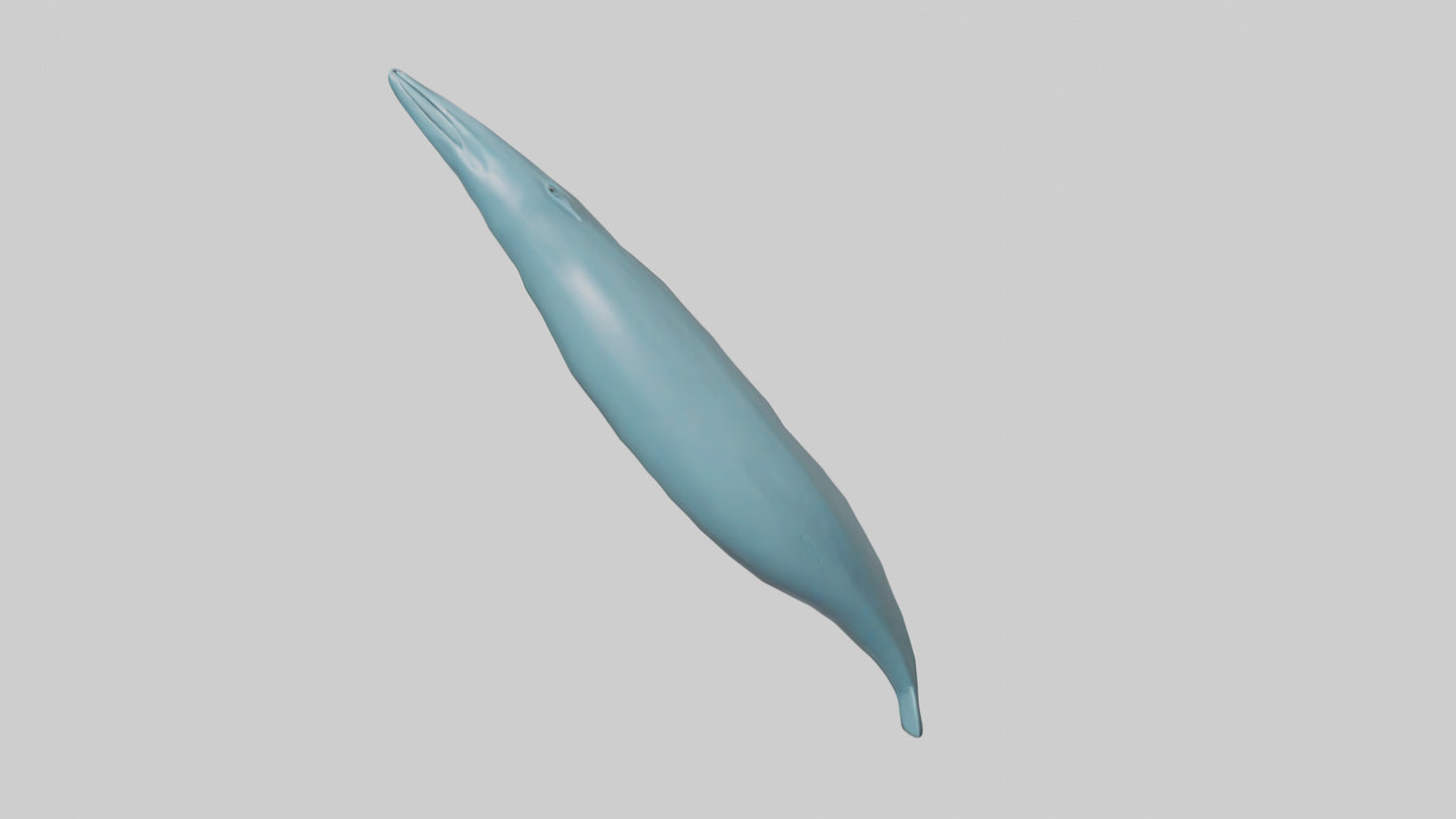 3D model Dolphin Tail Model VR / AR / low-poly