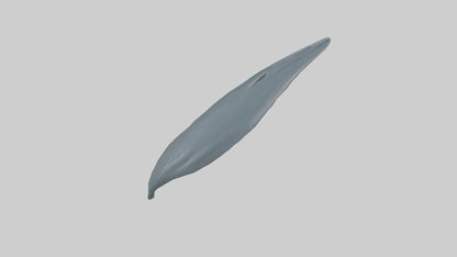 3D model Dolphin Tail Model VR / AR / low-poly