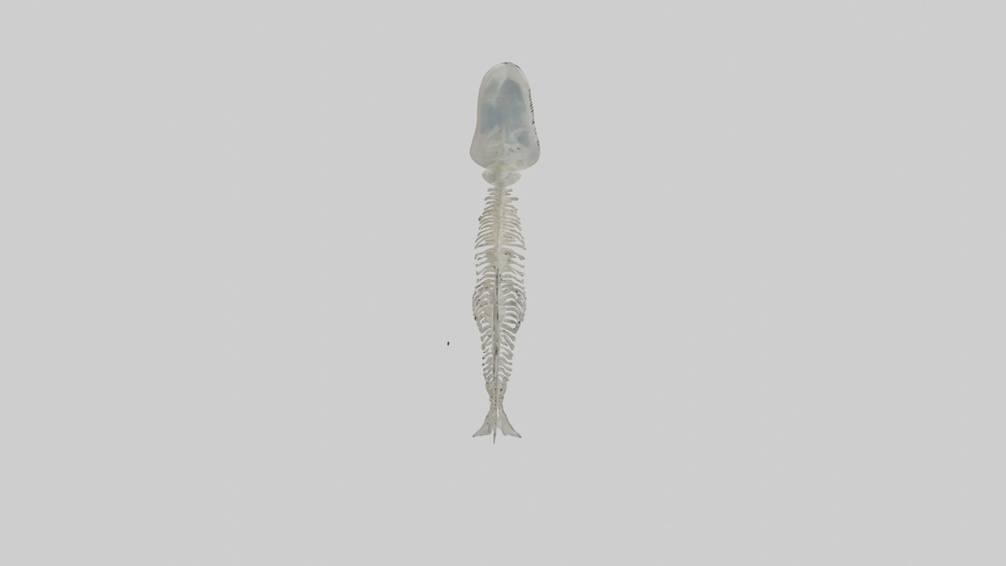 Dolphin Tail Skeleton model VR / AR / low-poly
