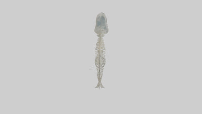 Dolphin Tail Skeleton model VR / AR / low-poly