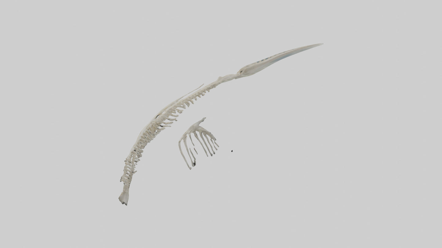 Dolphin Tail Skeleton model VR / AR / low-poly