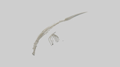 Dolphin Tail Skeleton model VR / AR / low-poly
