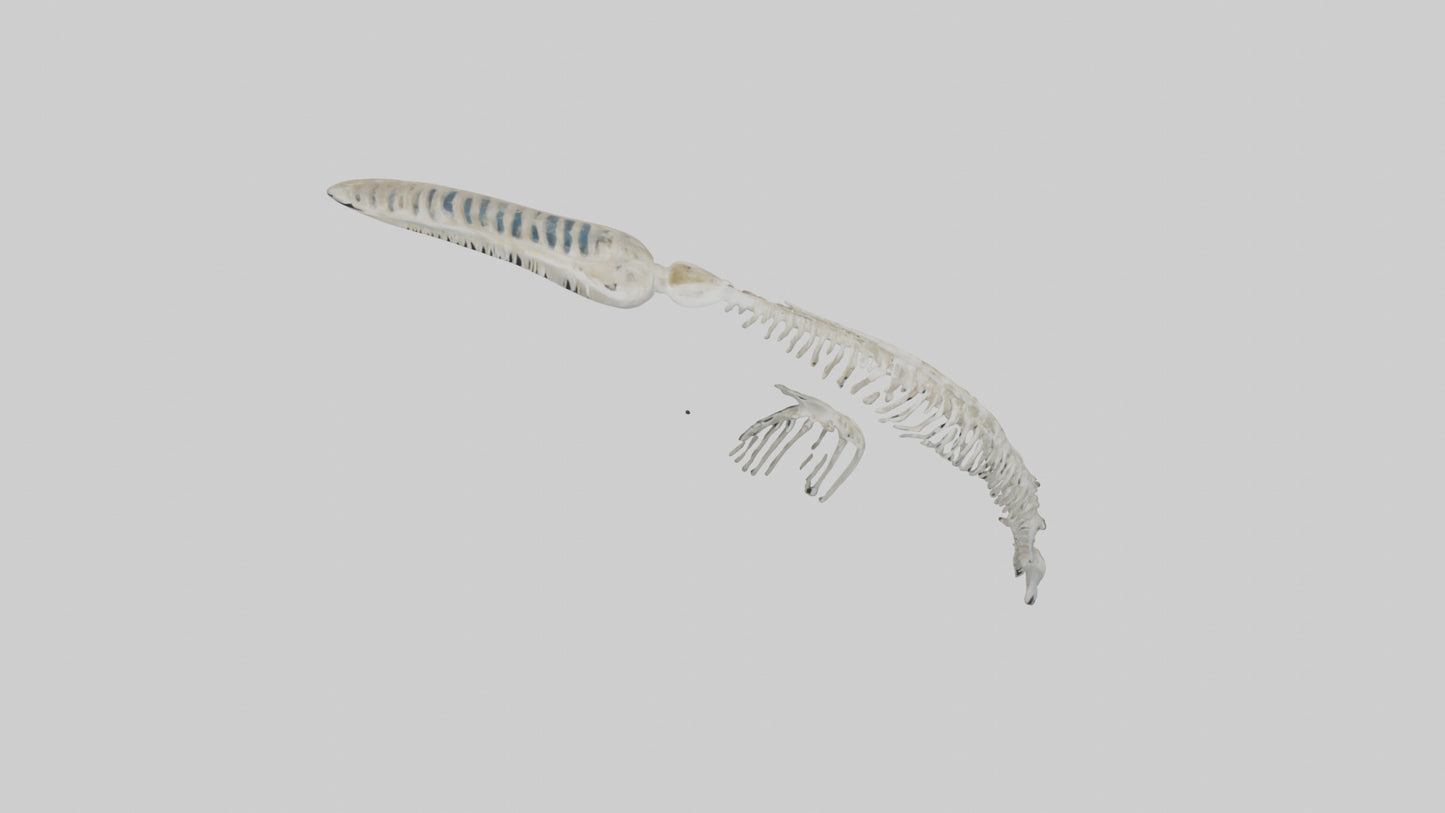 Dolphin Tail Skeleton model VR / AR / low-poly