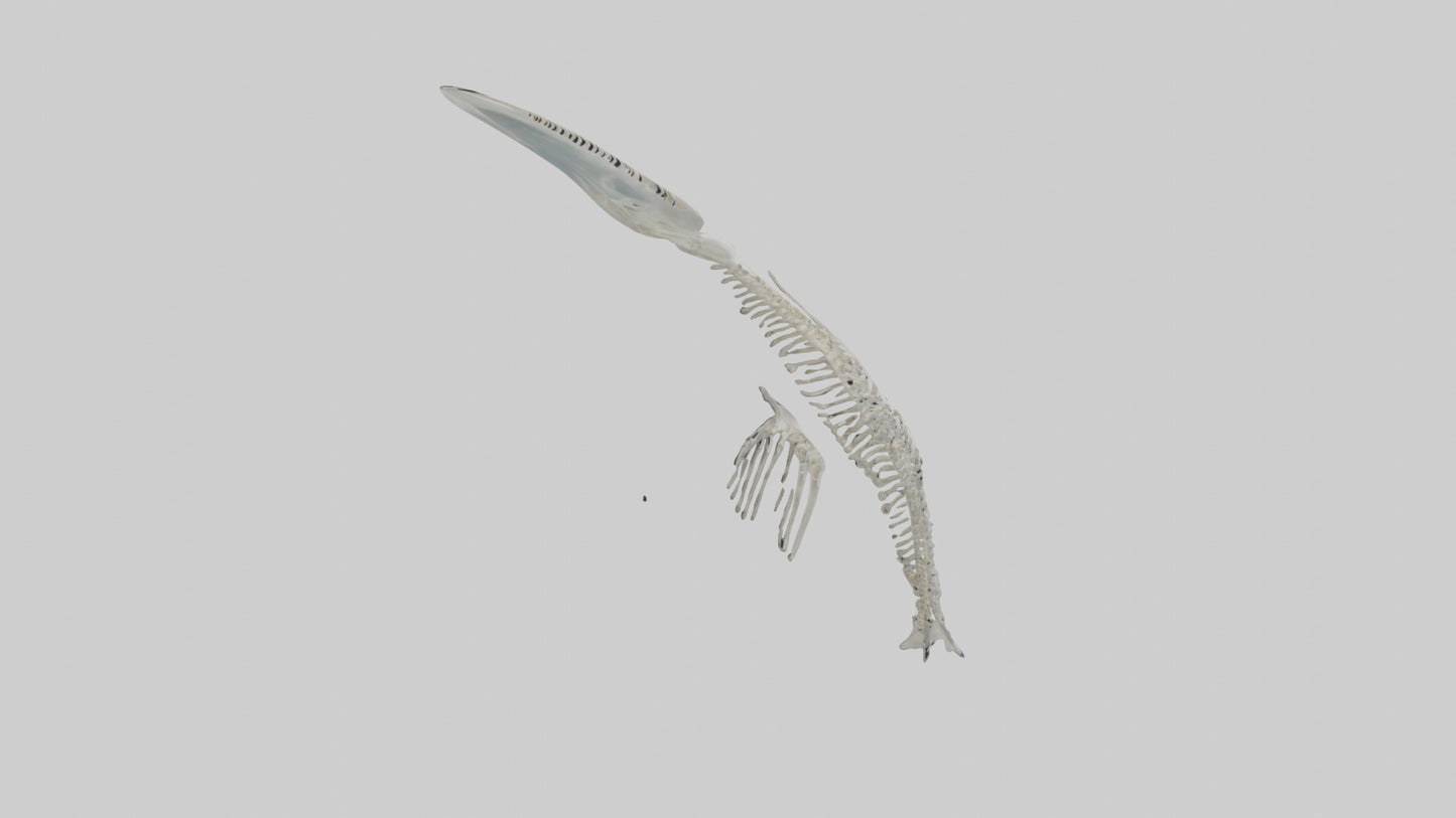 Dolphin Tail Skeleton model VR / AR / low-poly