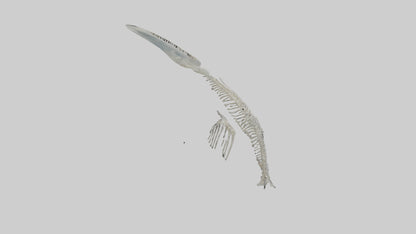 Dolphin Tail Skeleton model VR / AR / low-poly