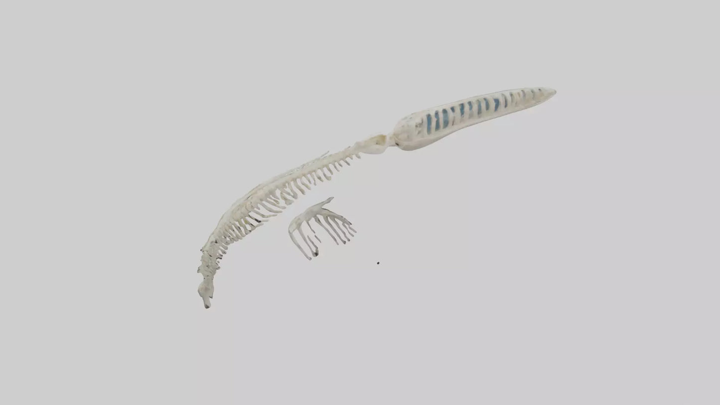 Dolphin Tail Skeleton model VR / AR / low-poly