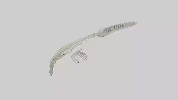 Dolphin Tail Skeleton model VR / AR / low-poly