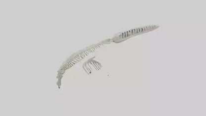 Dolphin Tail Skeleton model VR / AR / low-poly