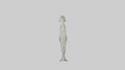Dolphin Tail Skeleton model VR / AR / low-poly